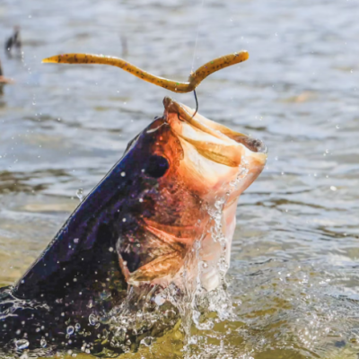 Peixe na água com isco amarelo na boca
