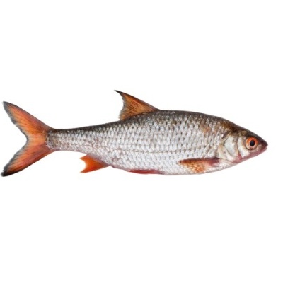 Peixe cru com escamas prateadas e laranja
