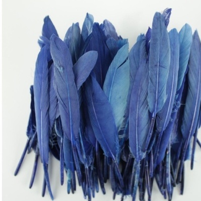 Penas tingidas em tons de azul sobre fundo branco