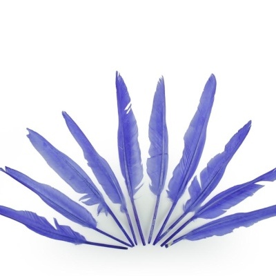 Nove penas azuis em leque sobre fundo branco