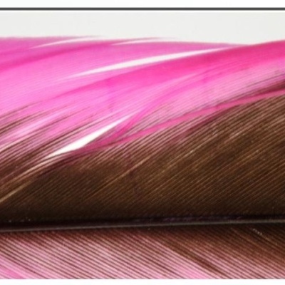 Pena tricolor com rosa, castanho e bege em detalhe macro