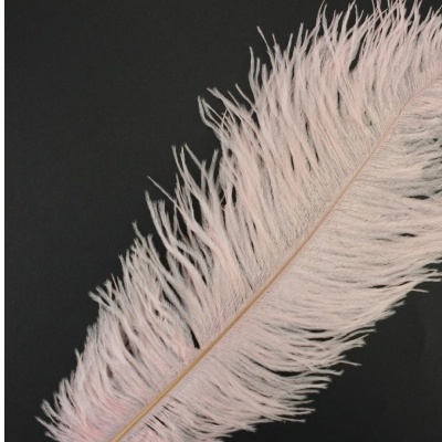 Pena decorativa cor-de-rosa claro sobre fundo preto