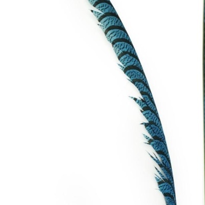 Pena longa azul e preta com padrão