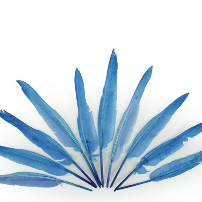 Nove penas azuis dispostas em leque sobre fundo branco