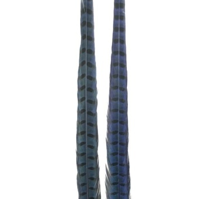 Duas penas longas azuis com riscas pretas sobre fundo branco