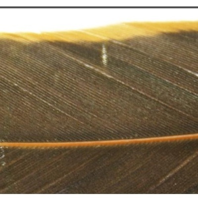 Pluma castanho escuro com nervuras e linha central amarelada