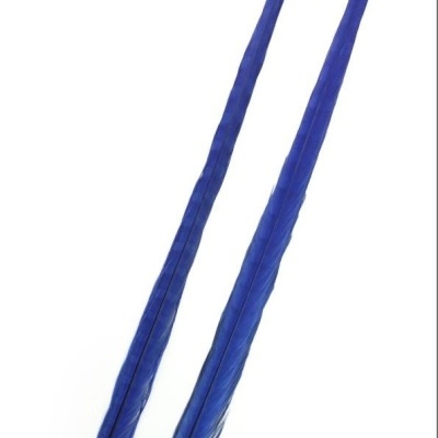 Duas penas azuis longas sobre fundo branco