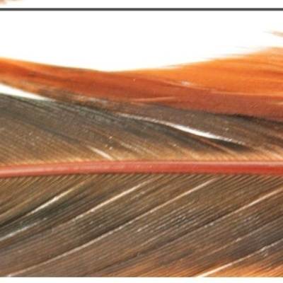 Pena castanho-escura com brilho laranja em fundo branco