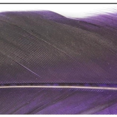 Pena roxa em close-up com nervuras claras