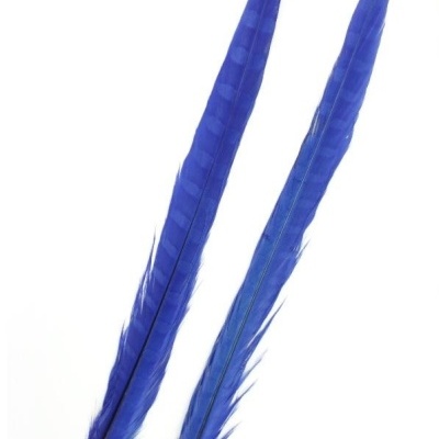 Duas penas azuis longas sobre fundo branco