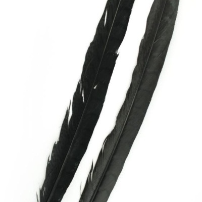 Duas penas negras compridas sobre fundo branco