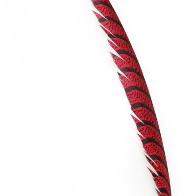 Pena longa e fina com padrão vermelho e preto
