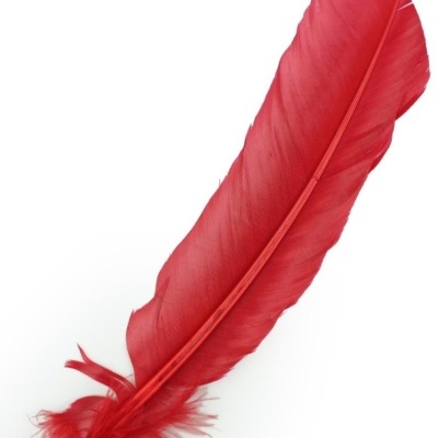 Pena vermelha longa com textura suave sobre fundo branco