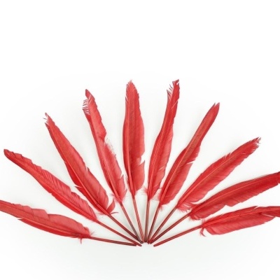 Dez penas vermelhas decorativas em leque sobre fundo branco