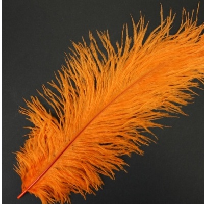 Pena de avestruz laranja sobre fundo preto