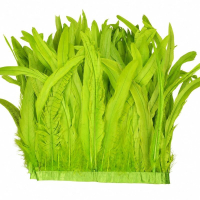 Franjas de penas verdes fixadas numa fita horizontal verde