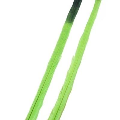 Duas penas verdes longas com ponta preta sobre fundo branco