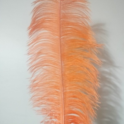 Pluma laranja delicada sobre fundo branco