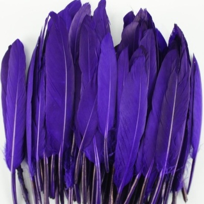 Penas roxas vibrantes sobre fundo branco