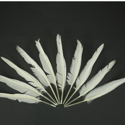 Dez penas brancas em leque sobre fundo preto