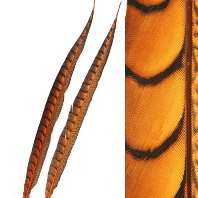 Duas penas longas laranja e preta com detalhes em close-up