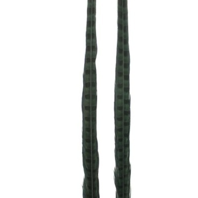 Duas penas longas e finas em fundo branco