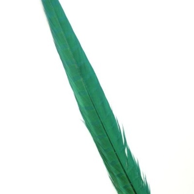 Pena longa verde em fundo branco