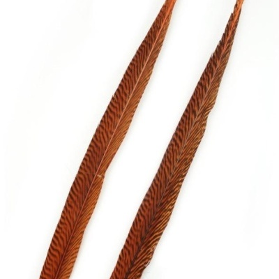 Duas penas longas castanho-alaranjadas com padrão riscado