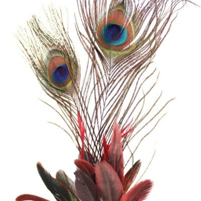 Conjunto colorido de penas incluindo penas de pavão sobre fundo branco