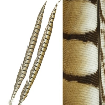 Três penas longas castanho claro e escuro com padrão riscado e manchas