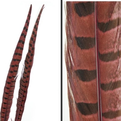 Duas penas compridas castanhas com padrões de riscas escuras e detalhe ampliado da textura.