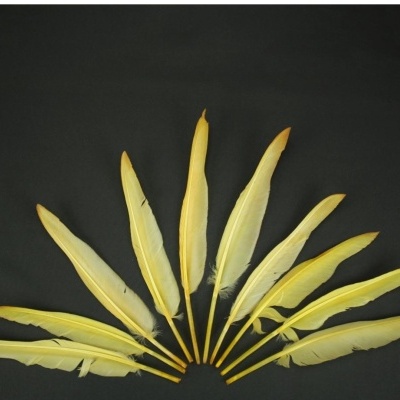 Dez penas amarelas alinhadas em leque sobre fundo preto