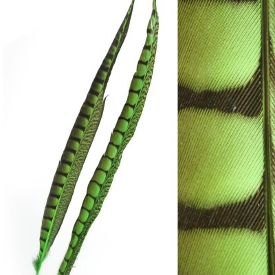 Penas verdes com padrões escuros em fundo branco