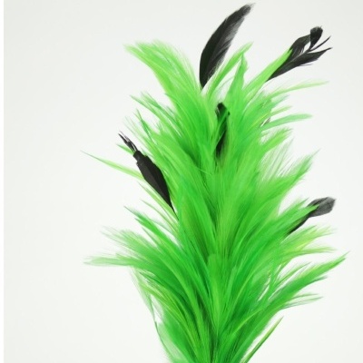 Penas verdes com detalhes pretos sobre fundo branco