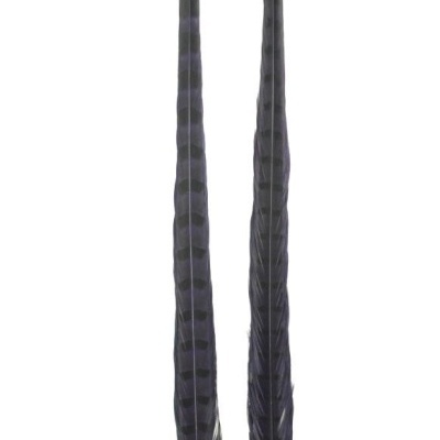 Duas penas longas azul escuras e pretas sobre fundo branco