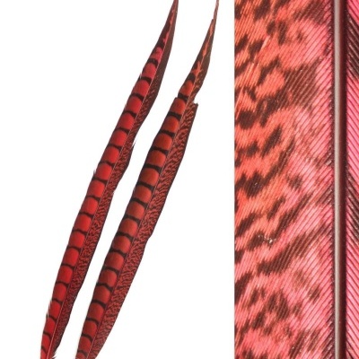 Duas penas vermelhas finas com padrões pretos e textura detalhada ao lado direito