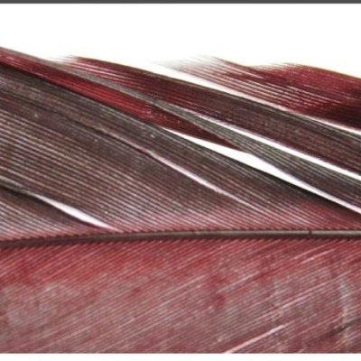 Penas vermelhas escuras detalhadas em fundo branco