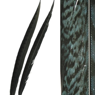 Duas penas pretas longas com padrão detalhado