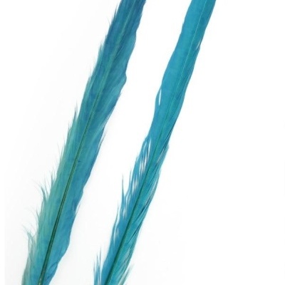 Duas penas azuis longas sobre fundo branco