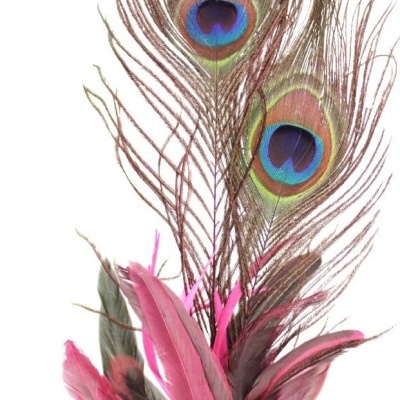 Penas decorativas de pavão e rosa sobre fundo branco