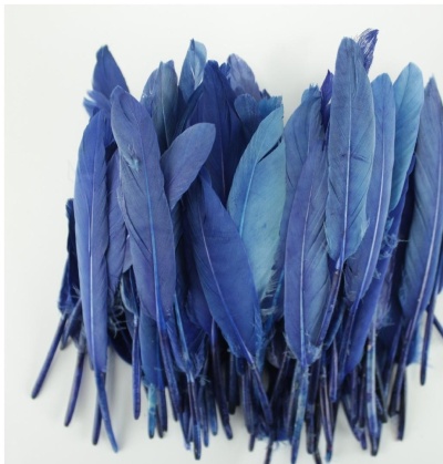Penas tingidas em tons de azul sobre fundo branco