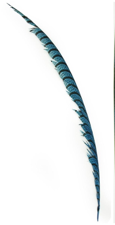 Pena longa azul e preta com padrão