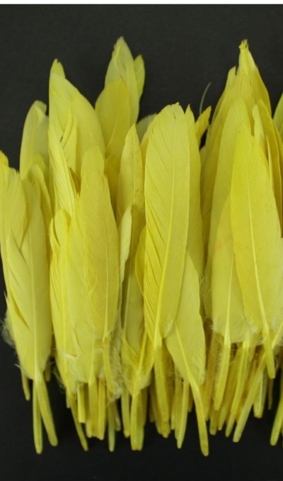 Conjunto de penas amarelas naturais sobre fundo preto