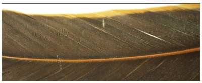 Pluma castanho escuro com nervuras e linha central amarelada