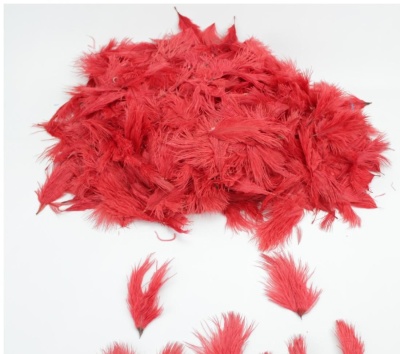 Penugem vermelha sobre fundo branco