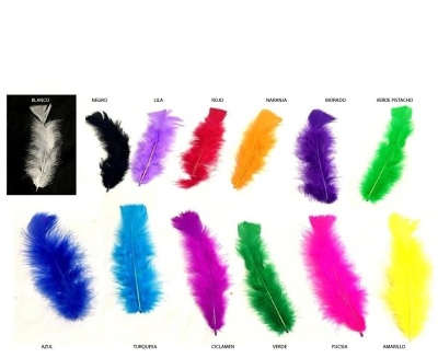 Penas coloridas organizadas por cores distintas numa superfície branca com etiquetas de texto.