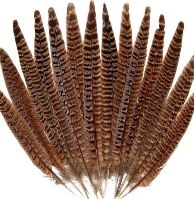 Penas listradas castanhas dispostas lado a lado