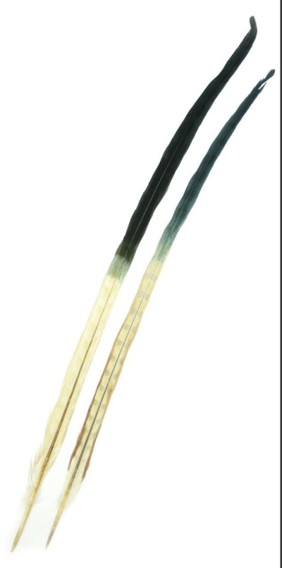 Dois apêndices de penas longas com gradiente de cor do preto ao amarelo claro