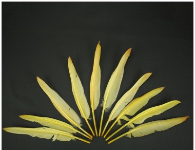 Dez penas amarelas alinhadas em leque sobre fundo preto