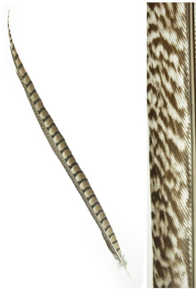 pena longa listrada castanha e bege sobre fundo branco